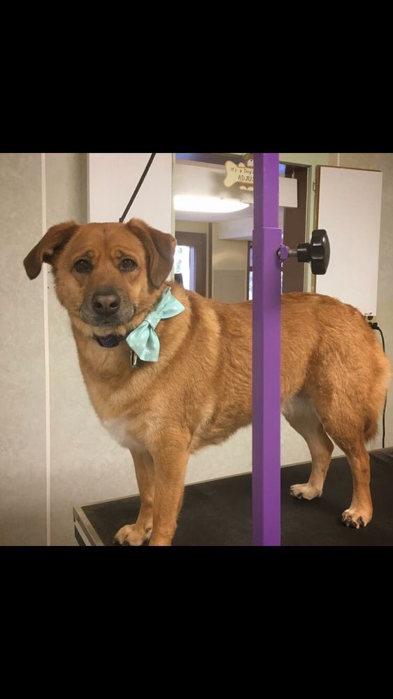 BOLTON KENNELS Updated September 2024 22 Photos 1270 Boston Tpke