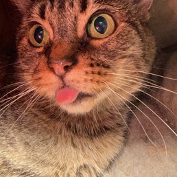 Links. Senior OC SHELTER rescue that they saved Links. Senior OC SHELTER rescue that they saved