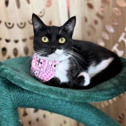 Little Beans Cat Cafe