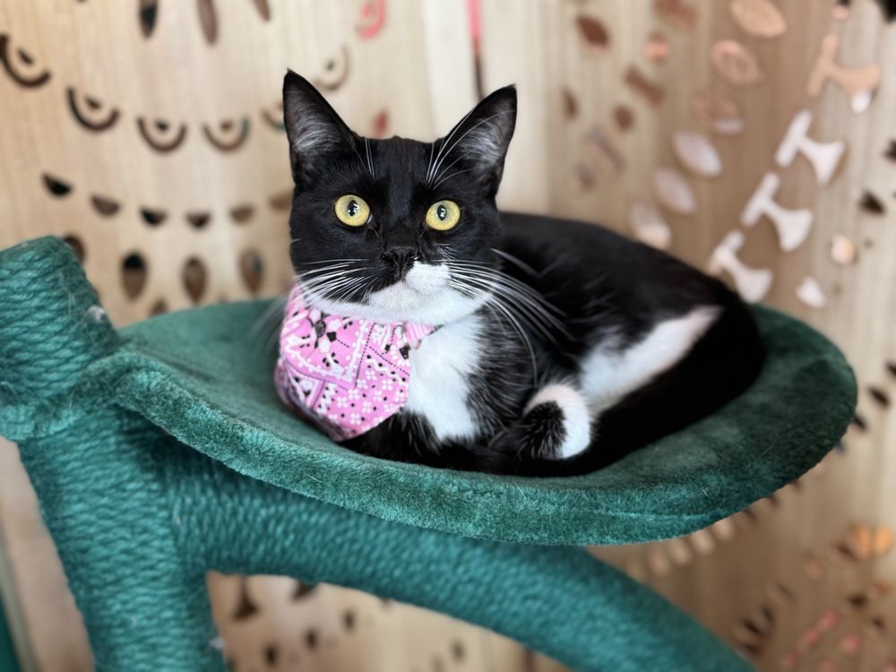 Little Beans Cat Cafe