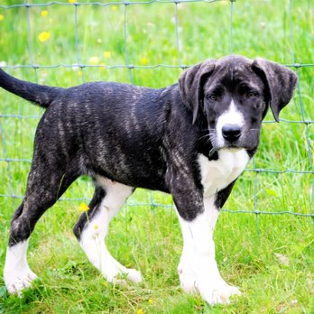 Olympic Dogs - 8 weeks.... - Pet Breeders Near Me
