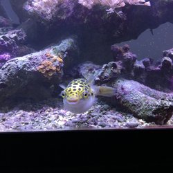 Aqua Pets and Birds