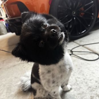 Sun's Pet Salon - Pet Groomers Near Me - Sacramento, California Sun's Pet Salon - Pet Groomers Near Me - Sacramento, California