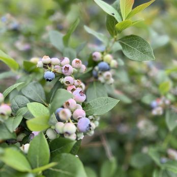 DeGrandchamp Blueberry Farm - Blueberries! - Pick Your Own Farms Near Me - South Haven, Michigan DeGrandchamp Blueberry Farm - Blueberries! - Pick Your Own Farms Near Me - South Haven, Michigan
