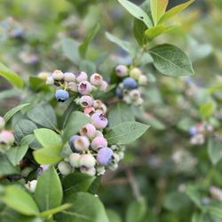 DeGrandchamp Blueberry Farm - Blueberries!