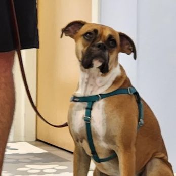 Happy Jack’s Pawsitive Dog Training - Pet Training Near Me - Mount Laurel, New Jersey Happy Jack’s Pawsitive Dog Training - Pet Training Near Me - Mount Laurel, New Jersey