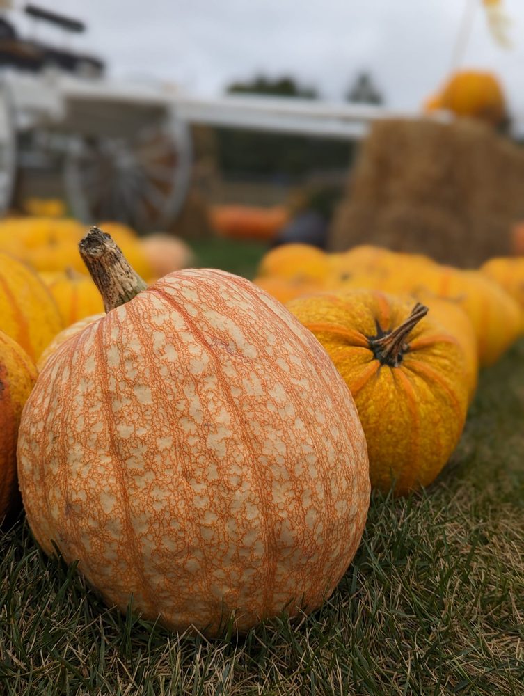 WATSON FARMS Updated August 2024 12 Photos & 12 Reviews 2287