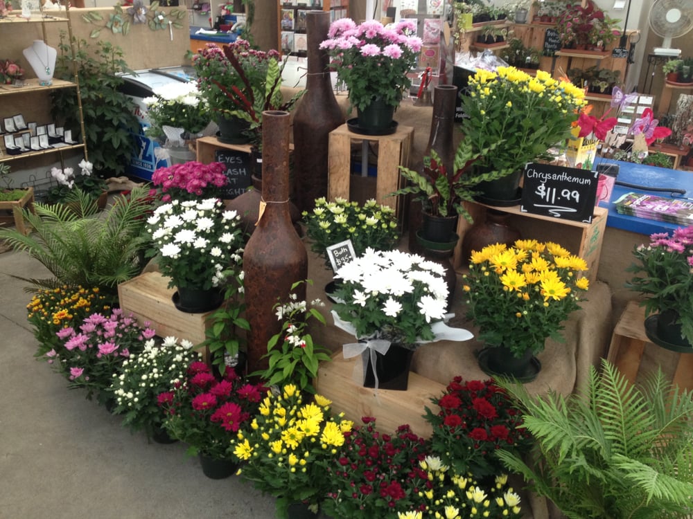 SUNHILL GARDEN CENTRE Updated September 2024 317 St Johns Rd