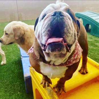 Chandler Dogs 24/7 - My Hercules at Chandler 24/7 Dog Daycare - Pet Boarding Near Me - Chandler, Arizona
