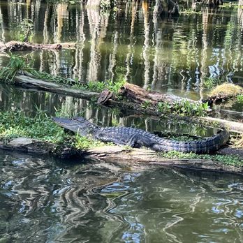 Louisiana Tours - Alligator - Boat Tours Near Me - Breaux Bridge, Louisiana