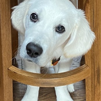 Snow Ranch Golden Retrievers - Now, how do I get out of here? - Pet Breeders Near Me - Redmond, Washington