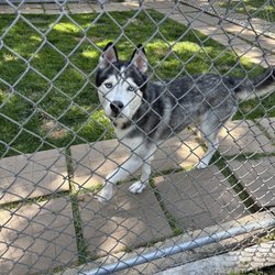 Hideaway Kennels - Dog Play yard