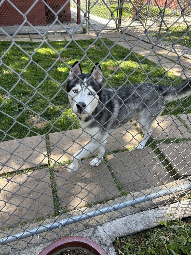 Hideaway Kennels - pet boarding facility in Chatsworth, CA
