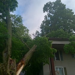 Pro Tree Trim