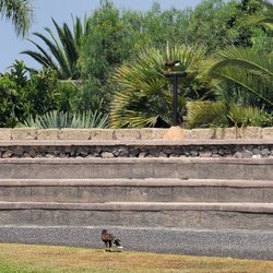 Jungle Park - Bird show