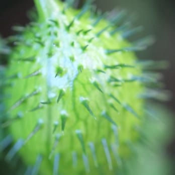 Humboldt Botanical Garden - Community Service/Non-Profit Near Me - Eureka, California