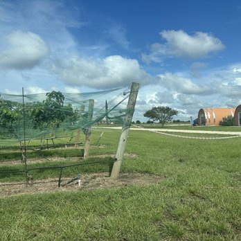 Blue Lotus Winery - Venues & Event Spaces Near Me - Seguin, Texas