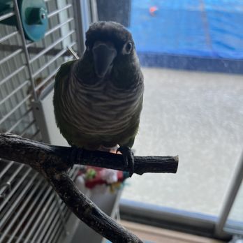 Everything Birds - The protector - Bird Shops Near Me - Oldsmar, Florida Everything Birds - The protector - Bird Shops Near Me - Oldsmar, Florida