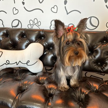 Petssible - Pet Groomers Near Me - El Paso, Texas