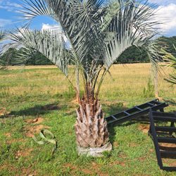 Grow Monroe - Pindo Palm
