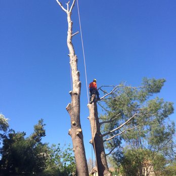 Pelletier Tree Service & Brush Clearance - We rope and lower down every branch and logs to prevent damage to property and safety for everyone - Tree Services Near Me - Valencia, California Pelletier Tree Service & Brush Clearance - We rope and lower down every branch and logs to prevent damage to property and safety for everyone - Tree Services Near Me - Valencia, California