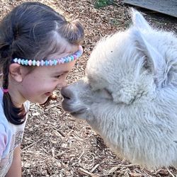 Little Green Acres - Camp fun with our alpacas - they love to rub noses