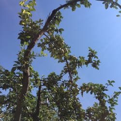 Botanik Parkı