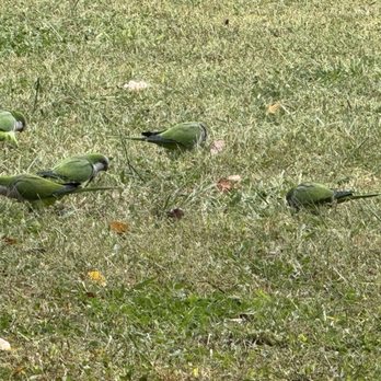Occidental Aran Park - Parrots - Hotels Near Me - Rome, RM