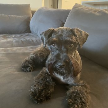PetSmart - Pet Training Near Me - San Diego, California