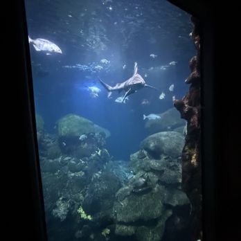 Tennessee Aquarium - Aquariums Near Me - Chattanooga, Tennessee Tennessee Aquarium - Aquariums Near Me - Chattanooga, Tennessee