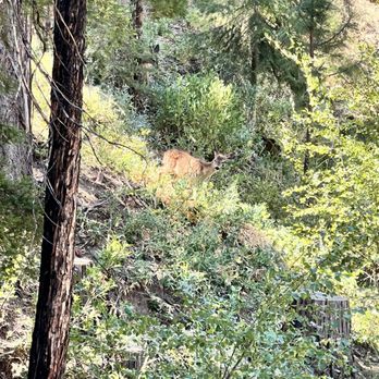 Pneuma Retreat Center - Deer on property - Health Retreats Near Me - Weed, California