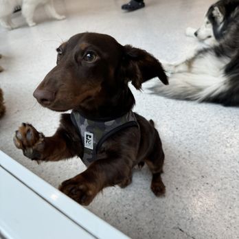 Dozo Dog - Inside - Pet Training Near Me - Queens, New York