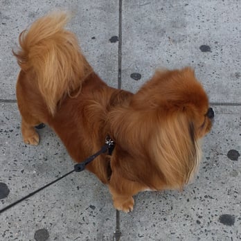 Dogs World Grooming - This is my son's normal cut. Done by All Paw's Groomers, Bronx, NY. I love this place... Simba received compliments all day. - Pet Groomers Near Me - Yonkers, New York Dogs World Grooming - This is my son's normal cut. Done by All Paw's Groomers, Bronx, NY. I love this place... Simba received compliments all day. - Pet Groomers Near Me - Yonkers, New York
