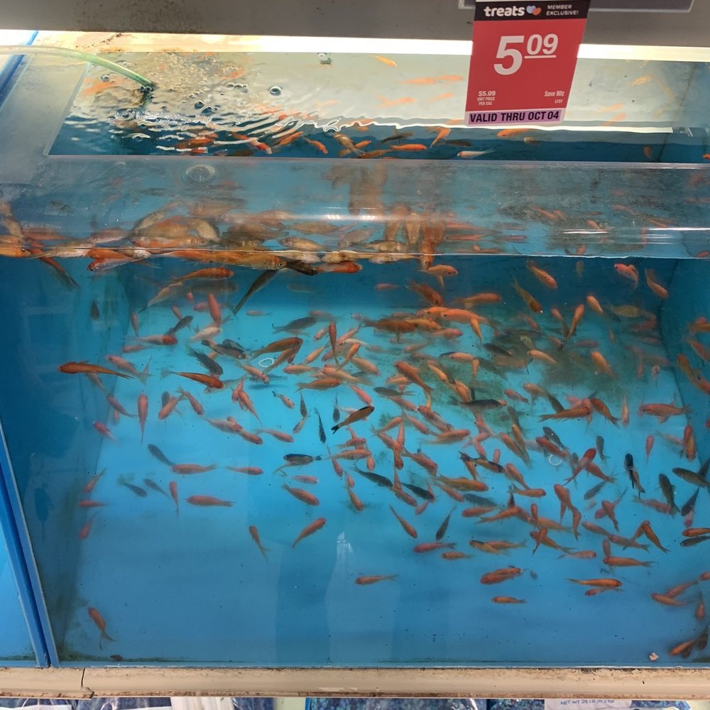 Over 2 dozen dead goldfish. Over 2 dozen dead goldfish.