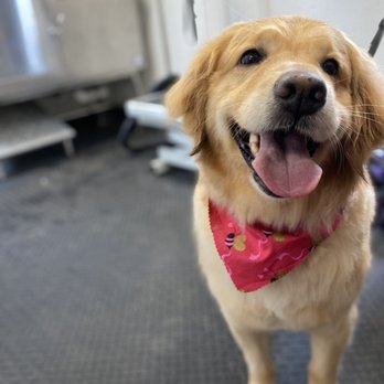 Friendly Furscapes - All services come with nail clipping/grinding, ear cleaning, anal gland expression, paw pad trimming, blueberry facial, etc - Pet Groomers Near Me Friendly Furscapes - All services come with nail clipping/grinding, ear cleaning, anal gland expression, paw pad trimming, blueberry facial, etc - Pet Groomers Near Me