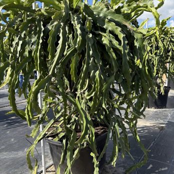Shulman Dragon Fruit Orchard - Nurseries & Gardening Near Me - Moorpark, California Shulman Dragon Fruit Orchard - Nurseries & Gardening Near Me - Moorpark, California