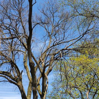 Executive Branch Tree Service - Tree Services Near Me - Elkins Park, Pennsylvania Executive Branch Tree Service - Tree Services Near Me - Elkins Park, Pennsylvania