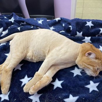 Paw Palace - Pet Groomers Near Me - Vancouver, British Columbia