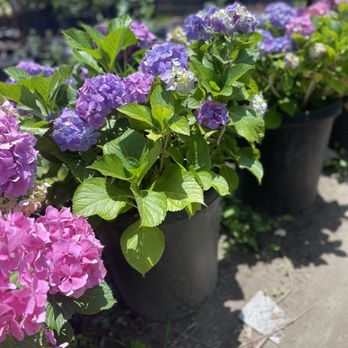 Jauregui Nursery - I went with blue hydrangeas to match my dodger blue door - Nurseries & Gardening Near Me - Lakewood, California Jauregui Nursery - I went with blue hydrangeas to match my dodger blue door - Nurseries & Gardening Near Me - Lakewood, California