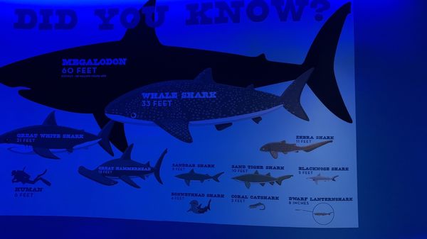 Mississippi Aquarium by null