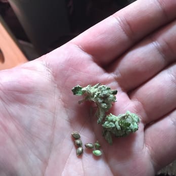 LAX CC - Not what I like to find in my meds - Cannabis Clinics Near Me - Los Angeles, California LAX CC - Not what I like to find in my meds - Cannabis Clinics Near Me - Los Angeles, California