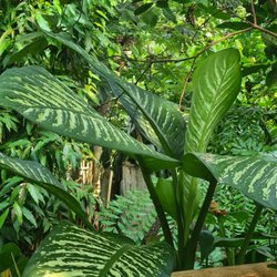 Gondwanaland