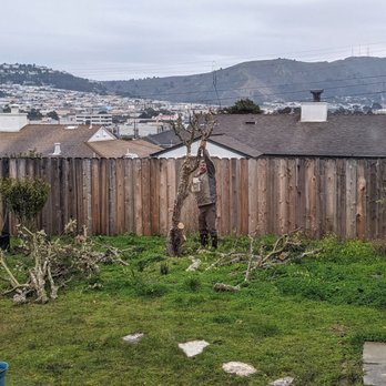 Cavara Tree Service - Castor at work - Tree Services Near Me - Redwood City, California