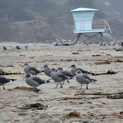 Stinson Beach by null