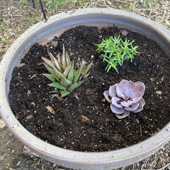 Trader Joe's - 3-2023 - My $2.99 succulents - Grocery Near Me - Dallas, Texas Trader Joe's - 3-2023 - My $2.99 succulents - Grocery Near Me - Dallas, Texas