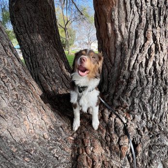 Up Dog LA - Pet Training Near Me