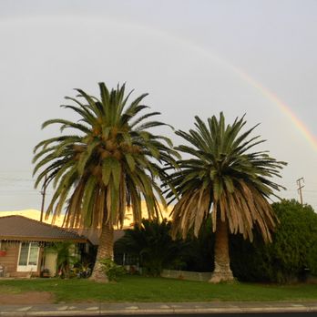 Pachecos tree service - Before photo of Canary Island Duo Palms (Male & Female) - Tree Services Near Me Pachecos tree service - Before photo of Canary Island Duo Palms (Male & Female) - Tree Services Near Me