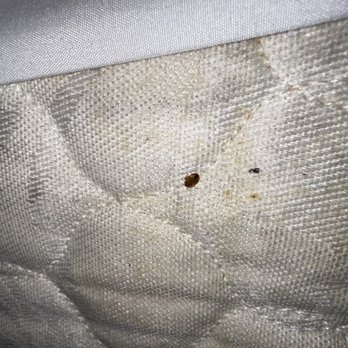Econo Lodge - Live bed bug - Hotels Near Me - Fredonia, New York Econo Lodge - Live bed bug - Hotels Near Me - Fredonia, New York