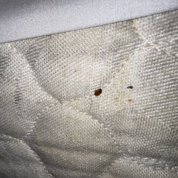 Econo Lodge - Live bed bug