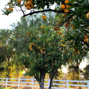 Rancho Guejito Vineyard - Wine Tasting Room Near Me - Escondido, California Rancho Guejito Vineyard - Wine Tasting Room Near Me - Escondido, California
